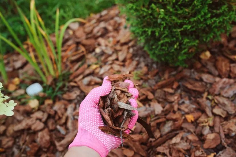 Winter Mulching: How to Protect and Nourish Your Plants from the Cold 8 99