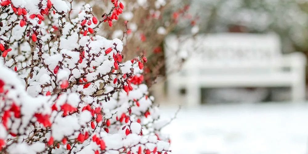 Essential Winter Landscape Transformation for a Stunning Outdoor Space 3 Essential Winter Landscape Transformation for a Stunning Outdoor Space 2