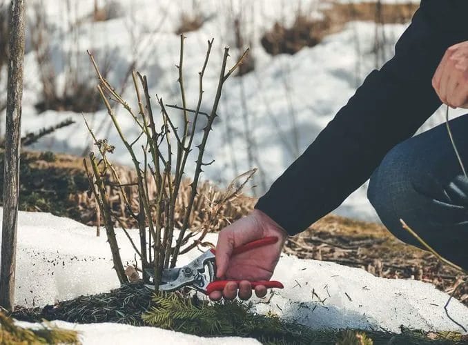 Essential Winter Landscape Transformation for a Stunning Outdoor Space 6 Essential Winter Landscape Transformation for a Stunning Outdoor Space 5