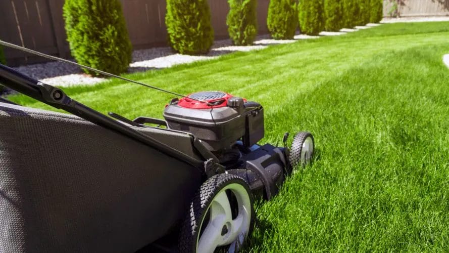 Revive Your Lawn & Yard for Spring: A Simple 7-Step Guide 2 Revive Your Lawn Yard for Spring A Simple 7 Step Guide 1