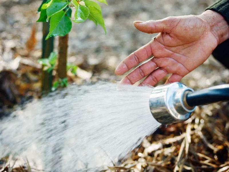 Revive Your Lawn & Yard for Spring: A Simple 7-Step Guide 6 Revive Your Lawn Yard for Spring A Simple 7 Step Guide 5