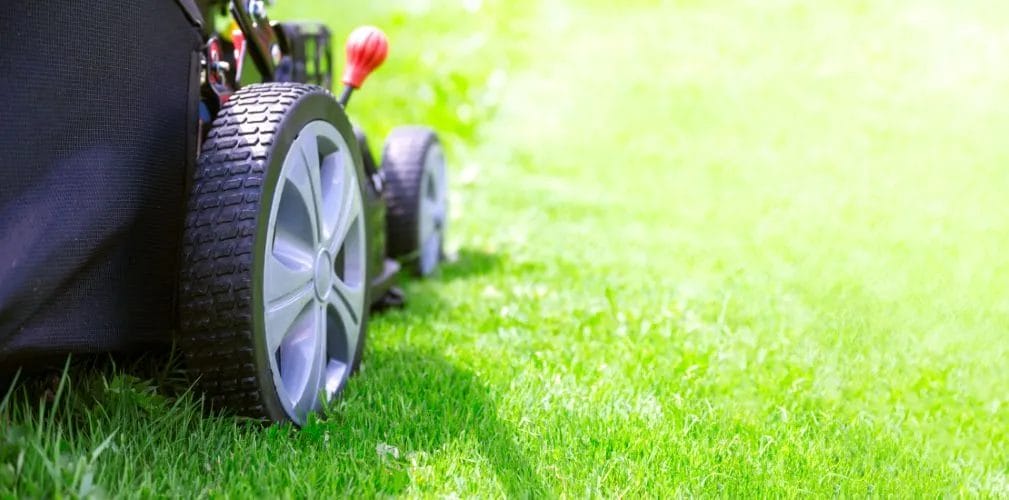 Why Regular Mowing Matters: The Secret to a Lush Lawn 3 Why Regular Mowing Matters The Secret to a Lush Lawn 2
