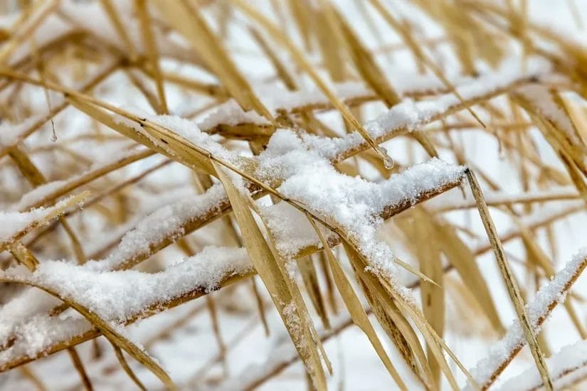 Why Winter Lawn Care Matters: Keep Your Grass Healthy Year-Round 2 Why Winter Lawn Care Matters Keep Your Grass Healthy Year Round 1