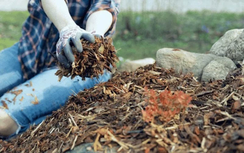 Winter Mulching: How to Protect and Nourish Your Plants from the Cold 3 Winter Mulching How to Protect Your Plants from the Cold 2