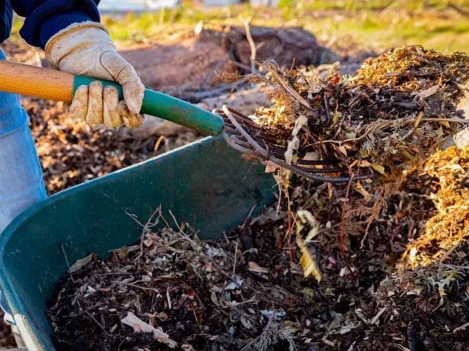 Winter Mulching: How to Protect and Nourish Your Plants from the Cold 5 Winter Mulching How to Protect Your Plants from the Cold 4
