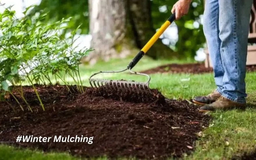 Winter Mulching: How to Protect and Nourish Your Plants from the Cold