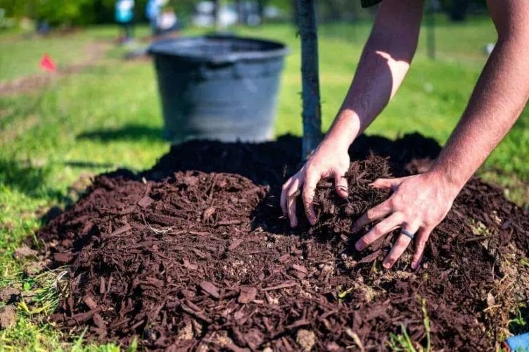 Winter Mulching: How to Protect and Nourish Your Plants from the Cold 6 mulching in winter requires specific timing to be effective