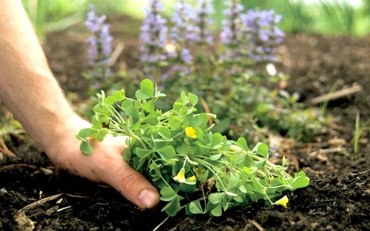 Best Ways to Prevent Weeds from Taking Over Your Garden 2 Best Ways to Prevent Weeds from Taking Over Your Garden 1