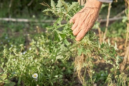 Best Ways to Prevent Weeds from Taking Over Your Garden 3 Best Ways to Prevent Weeds from Taking Over Your Garden 2