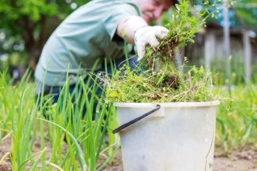 Best Ways to Prevent Weeds from Taking Over Your Garden 5 Best Ways to Prevent Weeds from Taking Over Your Garden 4