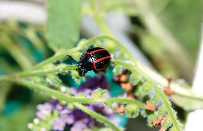 Best Ways to Prevent Weeds from Taking Over Your Garden 7 Best Ways to Prevent Weeds from Taking Over Your Garden 6