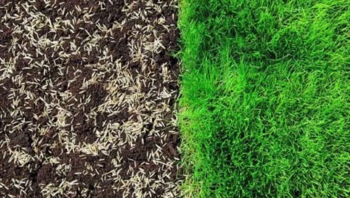 Essential Lawn Care: Aerating, Overseeding & Fertilizing for a Lush Yard 3 Essential Lawn Care Aerating Overseeding Fertilizing for a Lush Yard 2