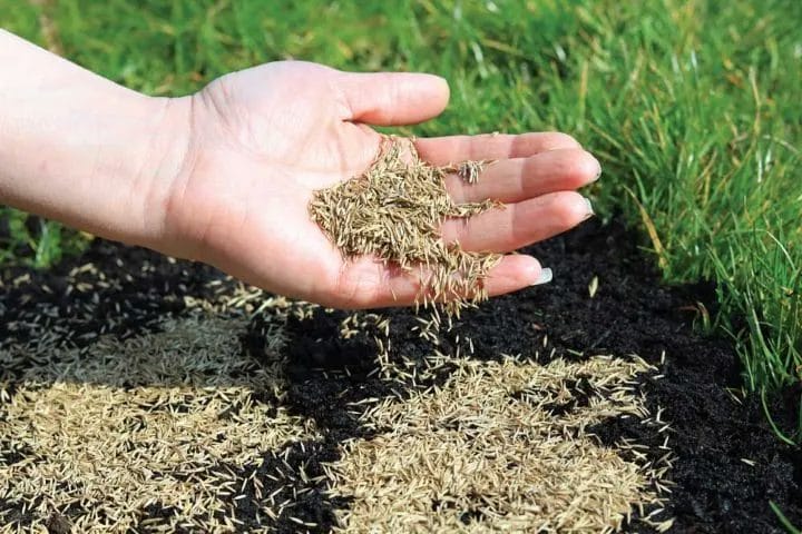 Essential Lawn Care: Aerating, Overseeding & Fertilizing for a Lush Yard 1 Essential Lawn Care Aerating Overseeding Fertilizing for a Lush Yard