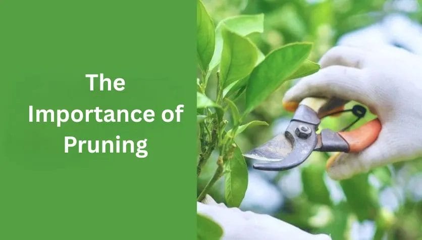 Essential Pruning Tips to Maximize Tree and Shrub Growth