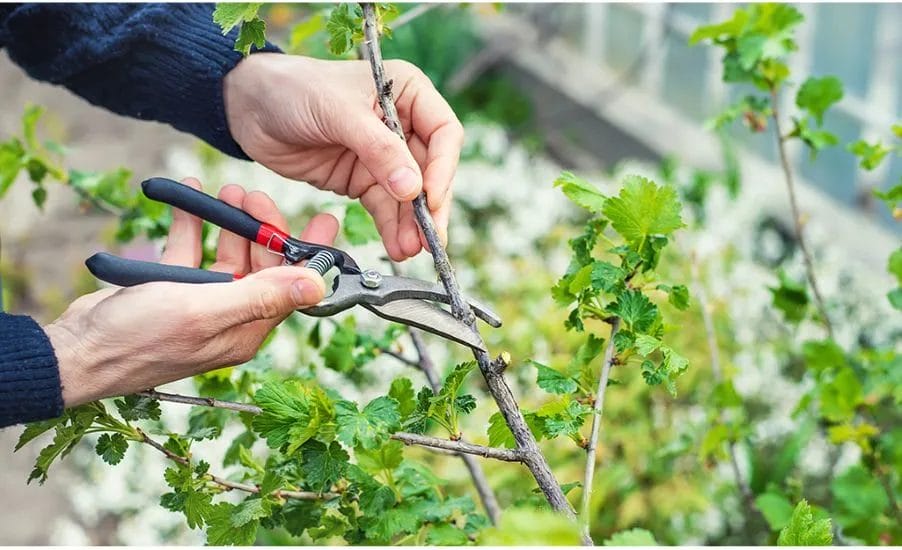 Essential Pruning Tips to Maximize Tree and Shrub Growth 5 Essential Pruning Tips to Maximize Tree and Shrub Growth 3