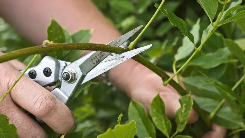 Essential Pruning Tips to Maximize Tree and Shrub Growth 6 Essential Pruning Tips to Maximize Tree and Shrub Growth 4