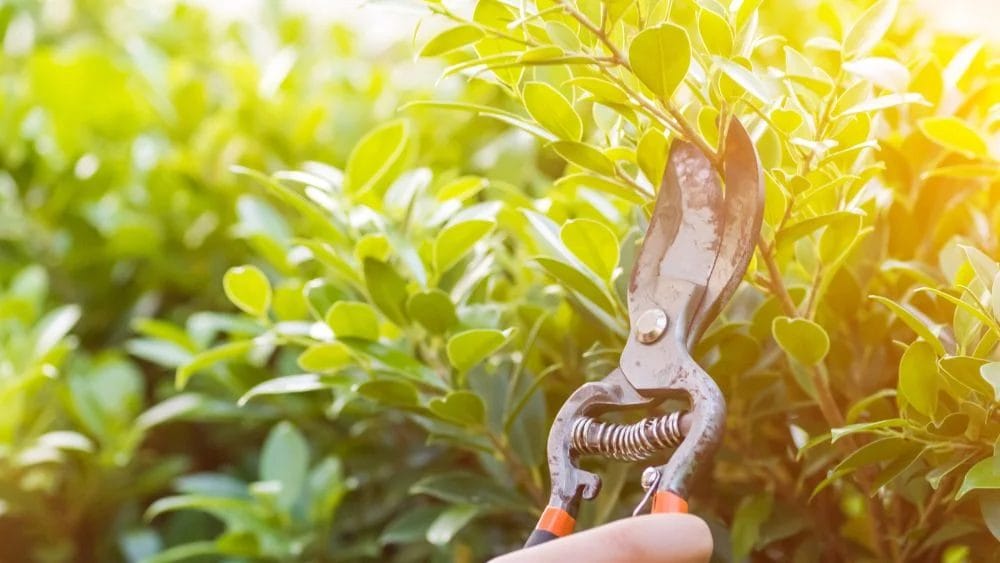 Essential Pruning Tips to Maximize Tree and Shrub Growth 1 Essential Pruning Tips to Maximize Tree and Shrub Growth