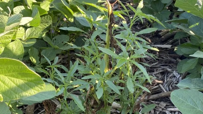 Spring Lawn & Landscape Care: Essential Tips for a Thriving Yard 4 Spring Lawn Landscape Care Essential Tips for a Thriving Yard 3