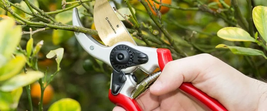 The Essential Guide to Proper Pruning Techniques
