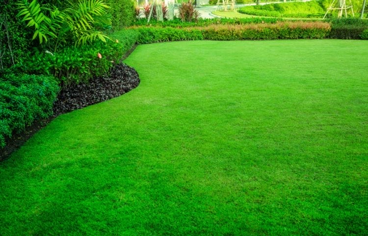 Why Dethatching Your Lawn Really Matters 3 Dethatching Your Lawn Matters