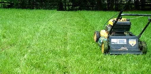 The Key to a Lush and Healthy Lawn: Why Regular Mowing Matters 6 Environmental Impact of Mowing