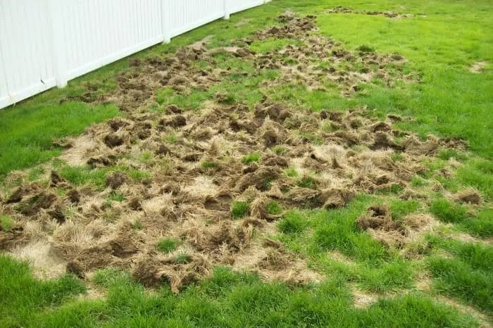 How to Restore Your Lawn After Winter Damage: A Step-by-Step Guide 2 How to Restore Your Lawn After Winter Damage A Step by Step Guide 1