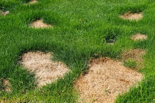How to Restore Your Lawn After Winter Damage: A Step-by-Step Guide