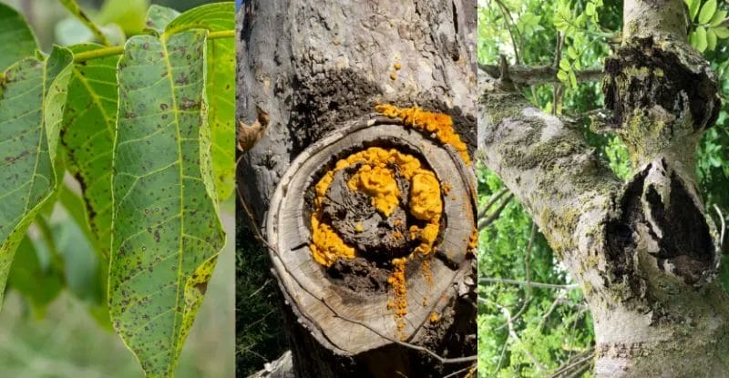 How to Spot and Treat Common Signs of Tree Stress and Health Problems