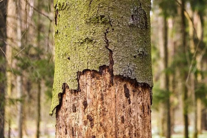 How to Spot and Treat Common Signs of Tree Stress and Health Problems 4 How to Spot and Treat Common Signs of Tree Stress and Health Problems 3
