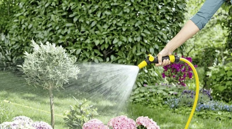 How to Spot and Treat Common Signs of Tree Stress and Health Problems 5 How to Spot and Treat Common Signs of Tree Stress and Health Problems 4