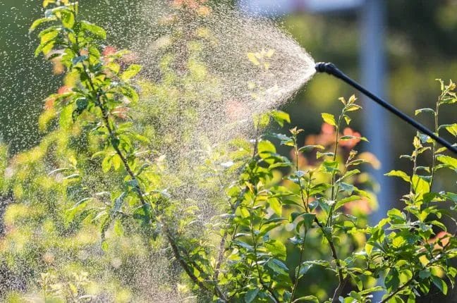 How to Spot and Treat Common Signs of Tree Stress and Health Problems 6 How to Spot and Treat Common Signs of Tree Stress and Health Problems 5