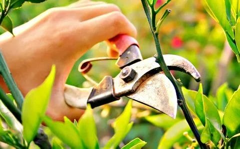 Pruning Explained A Key to Better Plant Care