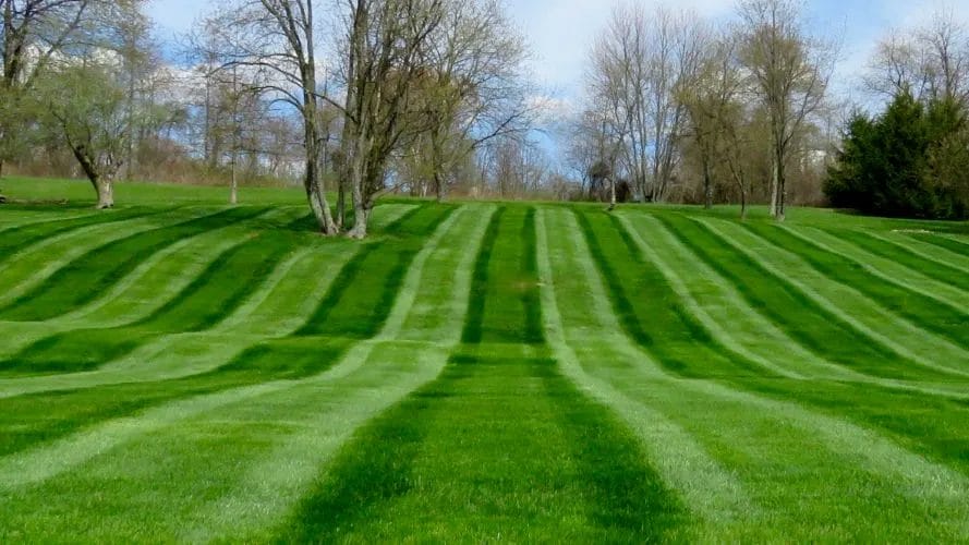 The Key to a Lush and Healthy Lawn: Why Regular Mowing Matters 2 The Key to a Lush and Healthy Lawn Why Regular Mowing Matters 1
