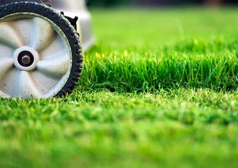 The Key to a Lush and Healthy Lawn: Why Regular Mowing Matters 4 The Key to a Lush and Healthy Lawn Why Regular Mowing Matters 3