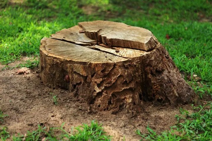 Everything You Need to Know About Tree Stump Removal