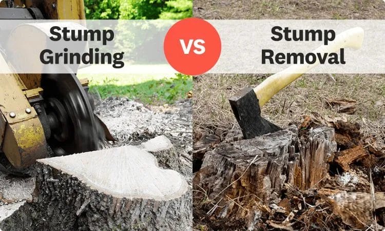 Stump Grinding or Stump Removal: What’s the Best Option?