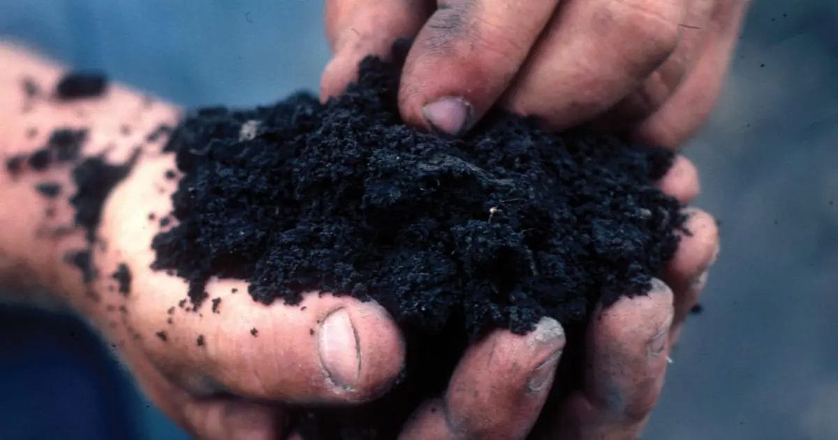 Ultimate Organic Lawn Care: Tips for Growing Lush Grass