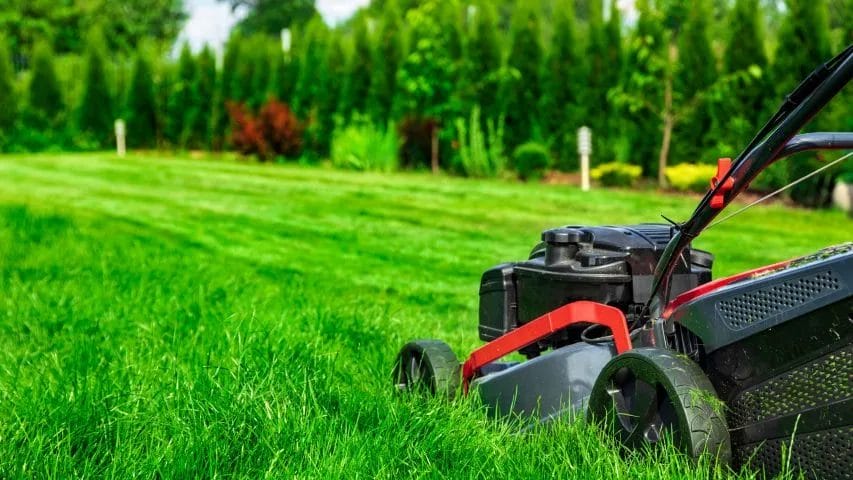 Ultimate Organic Lawn Care: Tips for Growing Lush Grass 3 Organic Lawn Care Tips for Growing Lush Grass 2