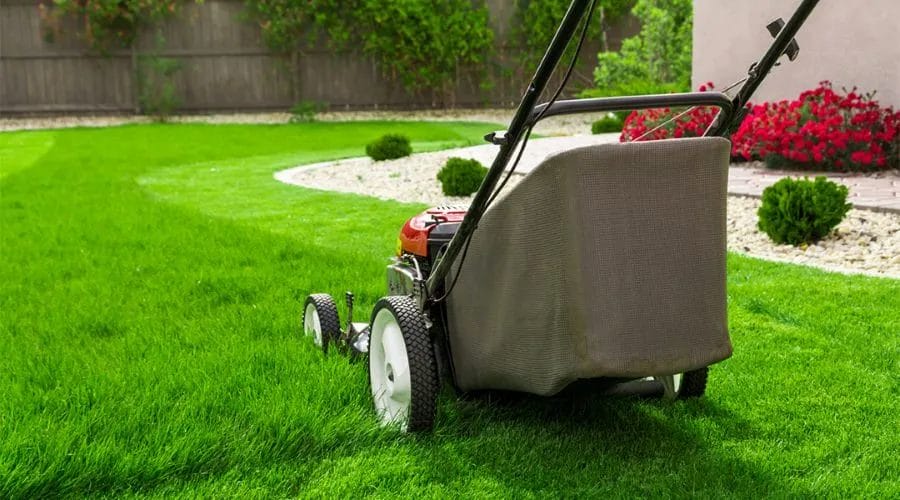 Ultimate Organic Lawn Care: Tips for Growing Lush Grass 1 Organic Lawn Care Tips for Growing Lush Grass
