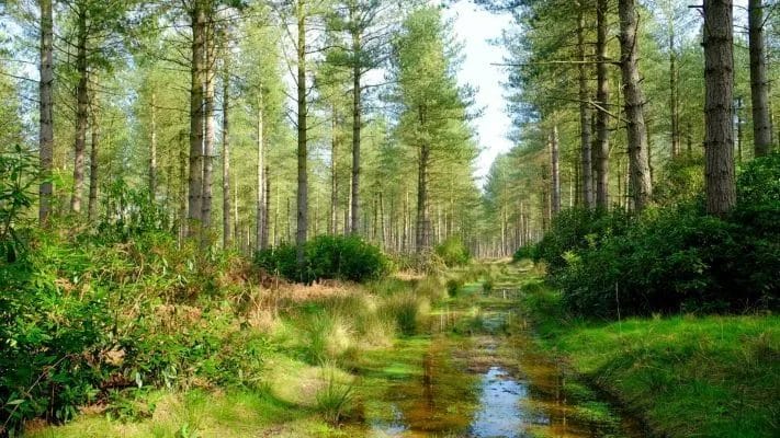 Professional Tree Care You Can Trust: Expert Services for a Healthier Landscape 2 Professional Tree Care You Can Trust Expert Services for a Healthier Landscape 1