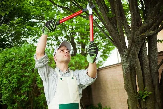 Pruning Explained Key Benefits and Best Methods