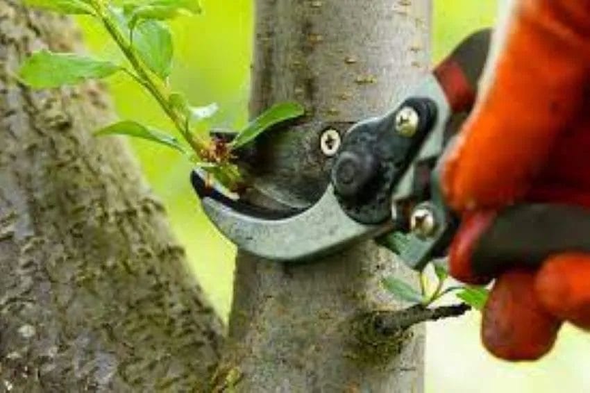 Pruning Explained: Key Benefits and Best Methods 3 Pruning Explained Key Benefits and Best Methods 5