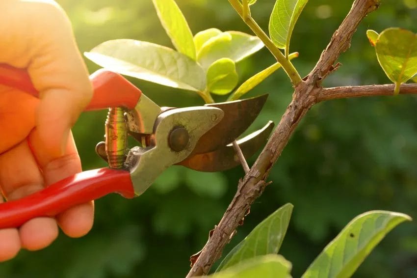 Pruning Explained: Key Benefits and Best Methods 1 Pruning Explained Key Benefits and Best Methods