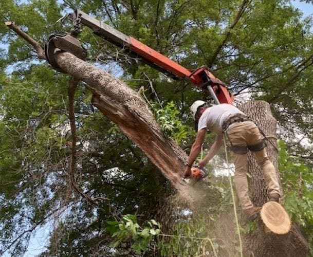 Smith Brothers: Your Local Experts and Trusted Tree Services 2 Smith Brothers Your Local Experts and Trusted Tree Services