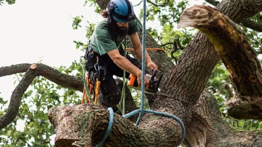 Smith Brothers: Your Local Experts and Trusted Tree Services 1 Smith Brothers Your Local Experts and Trusted Tree Services