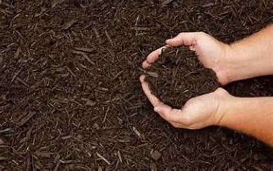 Your Guide to Effective Mulching for Lawn and Garden Health 3 Your Guide to Effective Mulching for Lawn and Garden Health 2