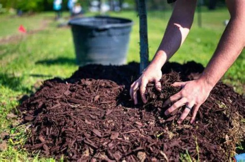 Your Guide to Effective Mulching for Lawn and Garden Health 1 Your Guide to Effective Mulching for Lawn and Garden Health