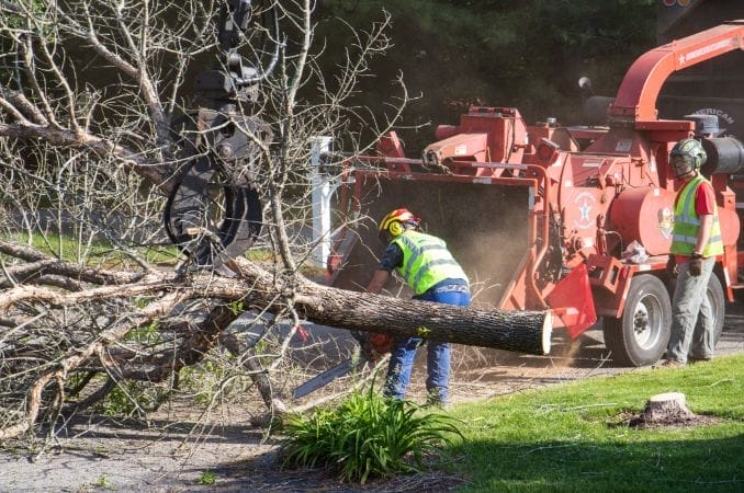 Fallen Trees & Liability: A Full Guide to Removal Responsibility 2 Fallen Trees Liability A Full Guide to Removal Responsibility
