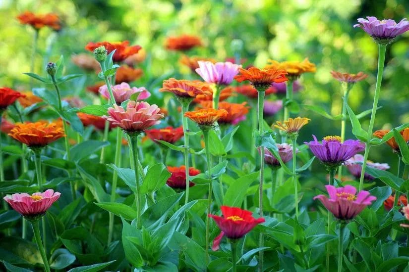Choosing the Perfect Summer Flowers for Your Garden