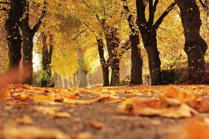 From Summer to Autumn: Welcoming a Vibrant Yard for the Season Ahead